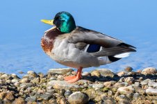 Mallard-321.jpg