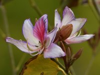 Orchid.jpg
