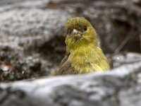 Goldfinch2.jpg