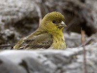 Goldfinch3.jpg