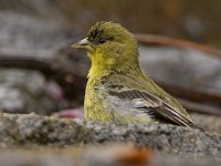 Goldfinch6.jpg