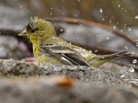 Goldfinch7.jpg