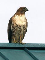 Hawk.jpg