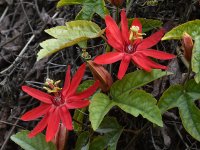 Passiflora.jpg