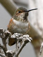 Hummer31.jpg