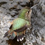 Hummer37.jpg