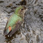 Hummer39.jpg