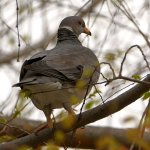 Pigeon.jpg
