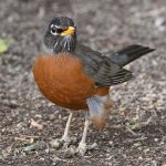 Robin9.jpg
