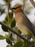 Waxwing3.jpg