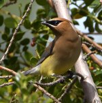 Waxwing7.jpg