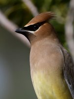 Waxwing6.jpg