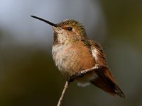 Hummer.jpg