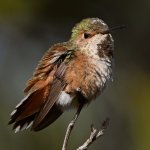Hummer5.jpg