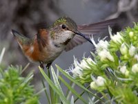 Hummer14.jpg