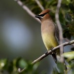 Waxwing5.jpg