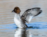Goldeneye-301.jpg