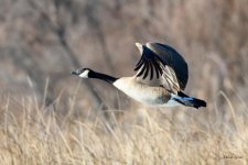 GooseFlight-352.jpg