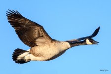 GooseFlight-353.jpg