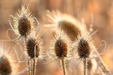 Thistle-300.jpg