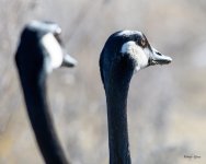 GooseHeads-300.jpg