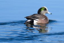 Wigeon-300.jpg