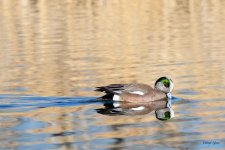Wigeon-301.jpg
