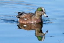 Wigeon-302.jpg