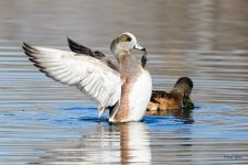 Wigeon-303.jpg