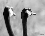 GooseHeads-301.jpg