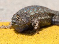 Lizard3.jpg