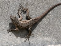 Lizard5.jpg