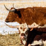 Longhorns-300.jpg