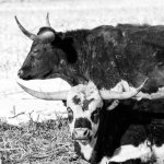 Longhorns-301.jpg
