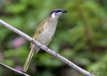 DSC_5315.jpg