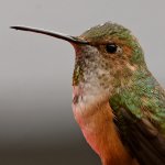 Hummer11.jpg