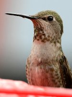 Hummer29.jpg