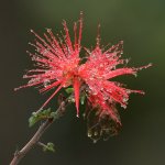 FairyDuster.jpg