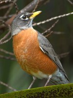 Robin.jpg