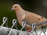 Dove.jpg