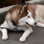 Dog2.jpg