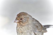 _ROY9809.JPG