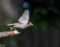 DSC_5295.jpg