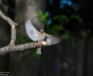 DSC_5311.jpg