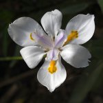 Iris.jpg