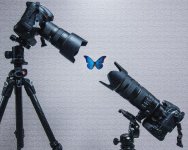 butterfly.jpg