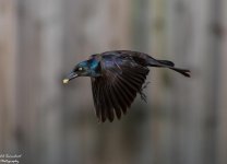 DSC_6639.jpg