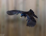 DSC_6670.jpg