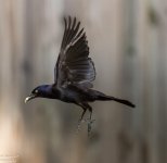DSC_6700.jpg