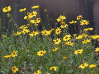 Encelia.jpg